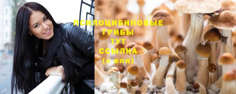 где купить наркоту  Алексин  Галлюциногенные грибы Psilocybine cubensis 